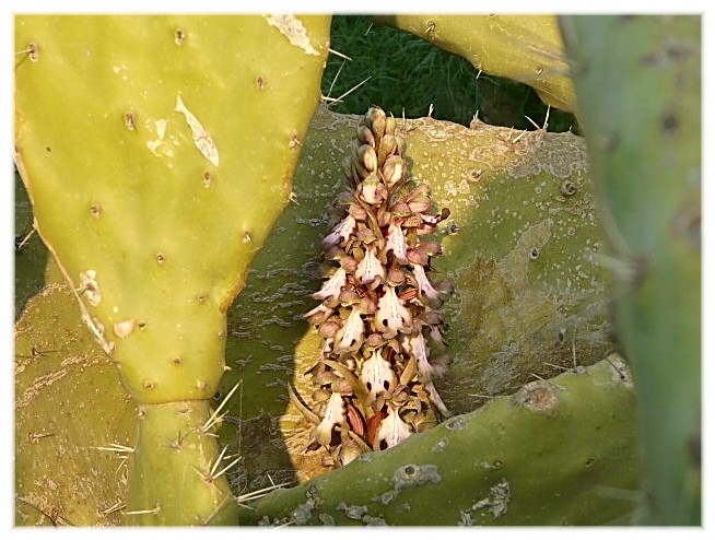 Tra le Opuntia ficus indica, quante sorprese...........